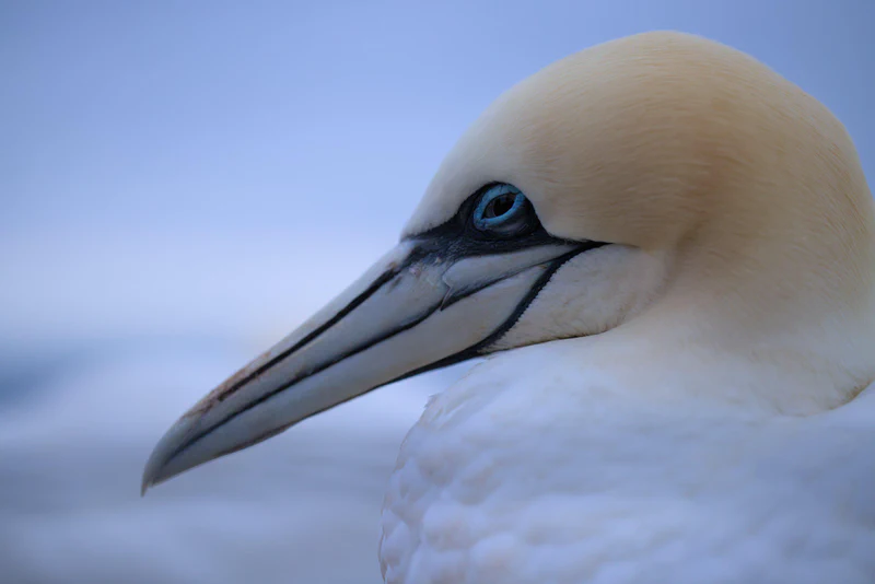 Northern gannet