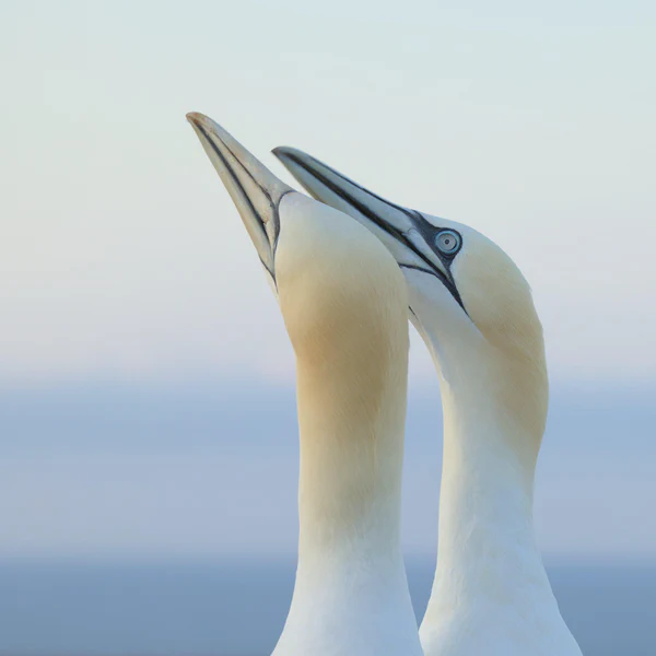 Northern gannet