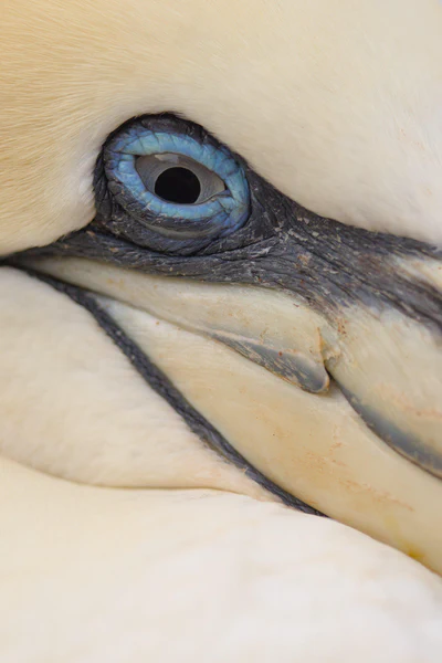 Northern gannet