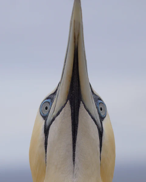 Northern gannet