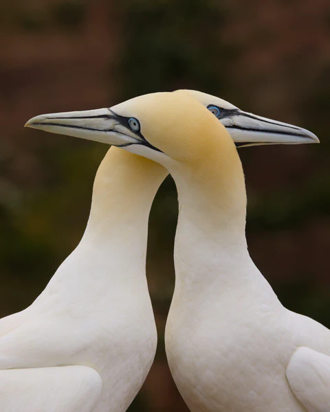 Northern gannet