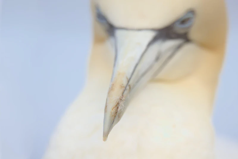 Northern gannet