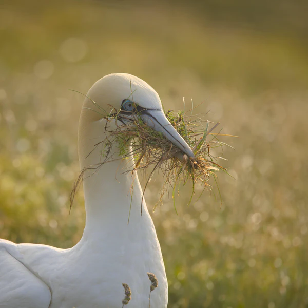 Northern gannet