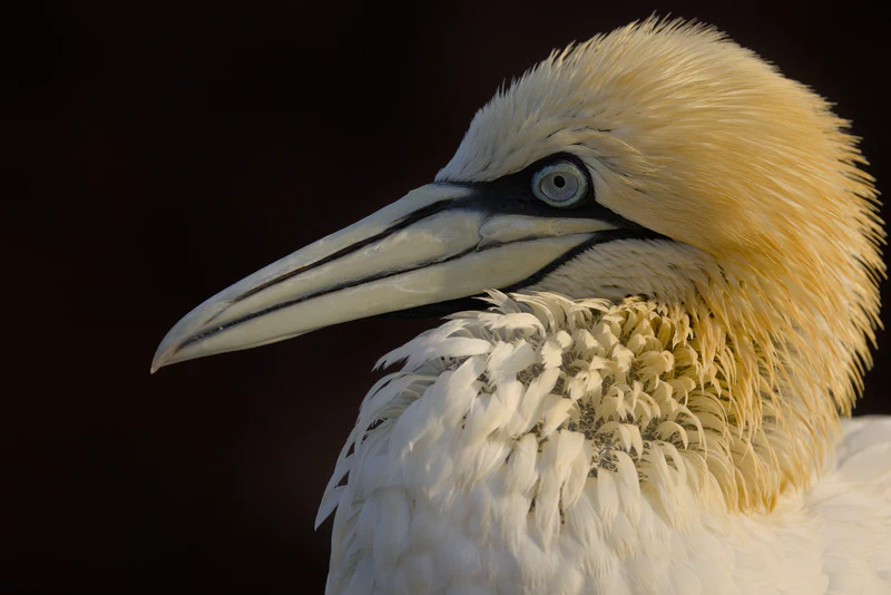 Northern gannet