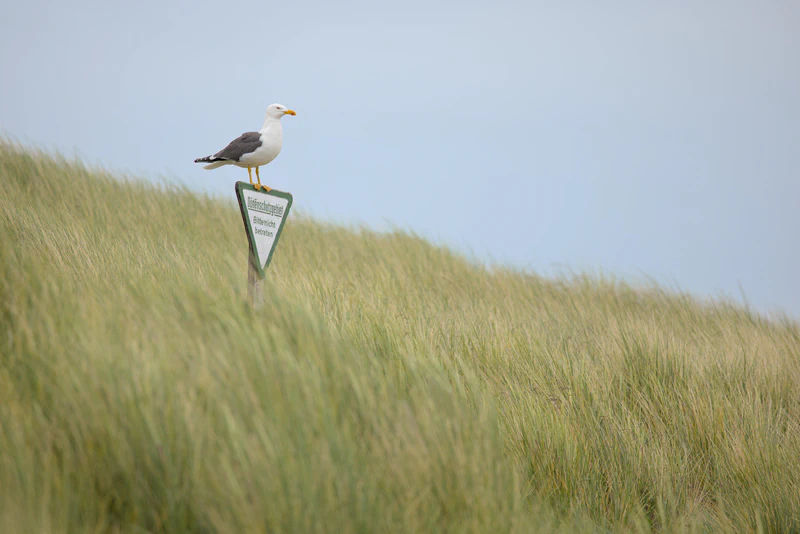 Lesser black-backed gull
