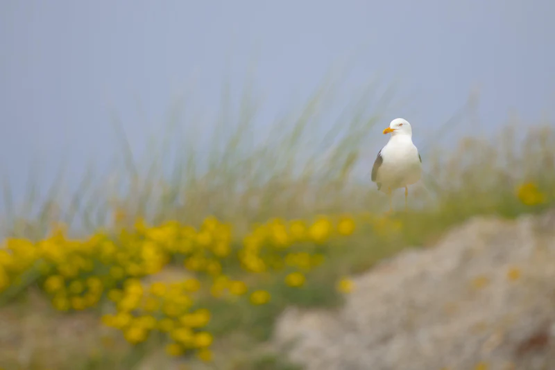 Lesser black-backed gull