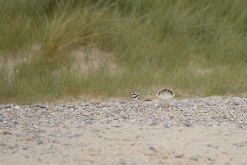 Common ringed plover
