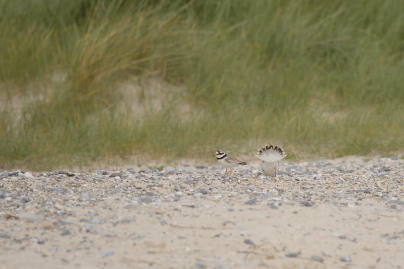 Common ringed plover