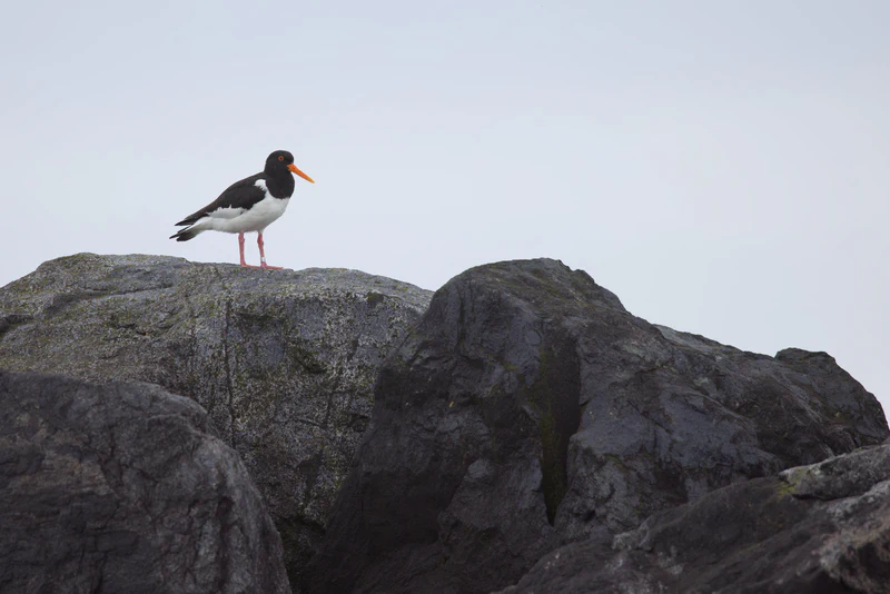 Eurasian oystercatcher
