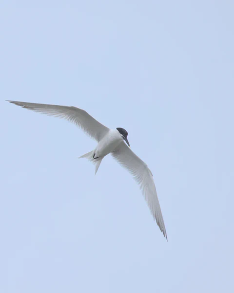 Sandwich tern