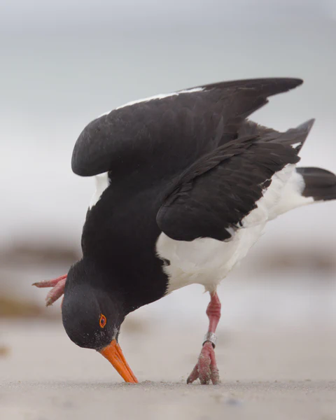 Eurasian oystercatcher