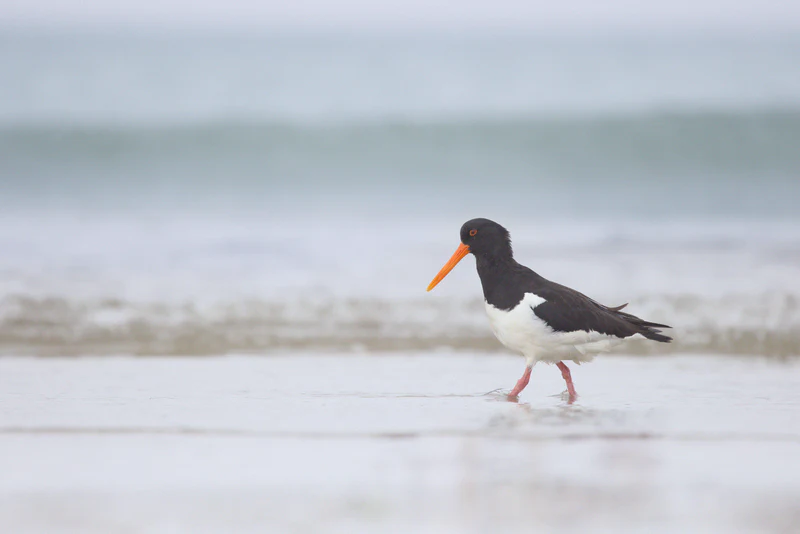 Eurasian oystercatcher