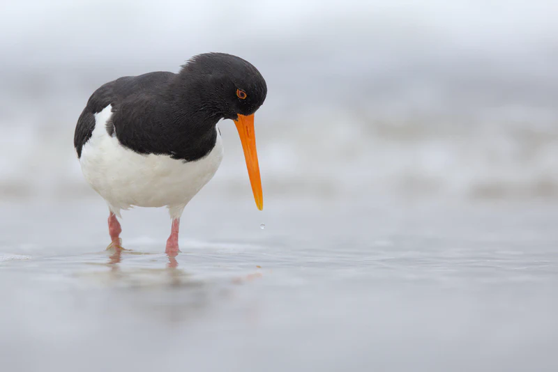 Eurasian oystercatcher