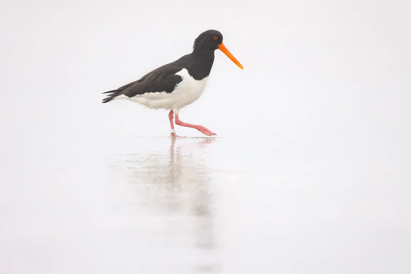 Eurasian oystercatcher