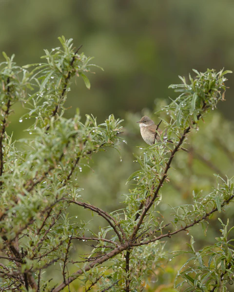 Common whitethroat