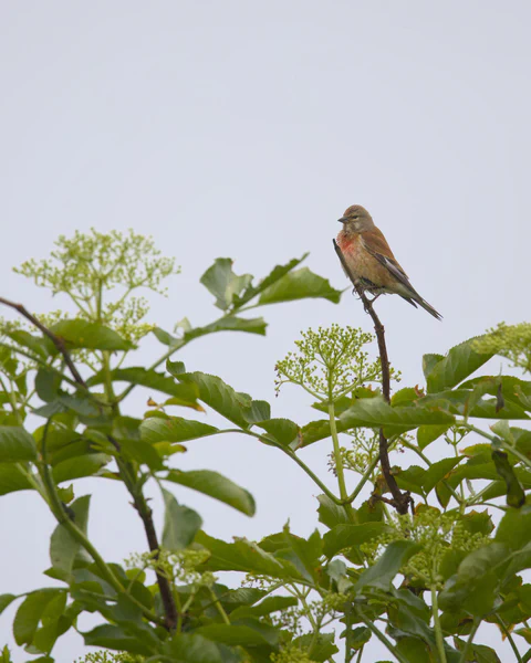 Common linnet