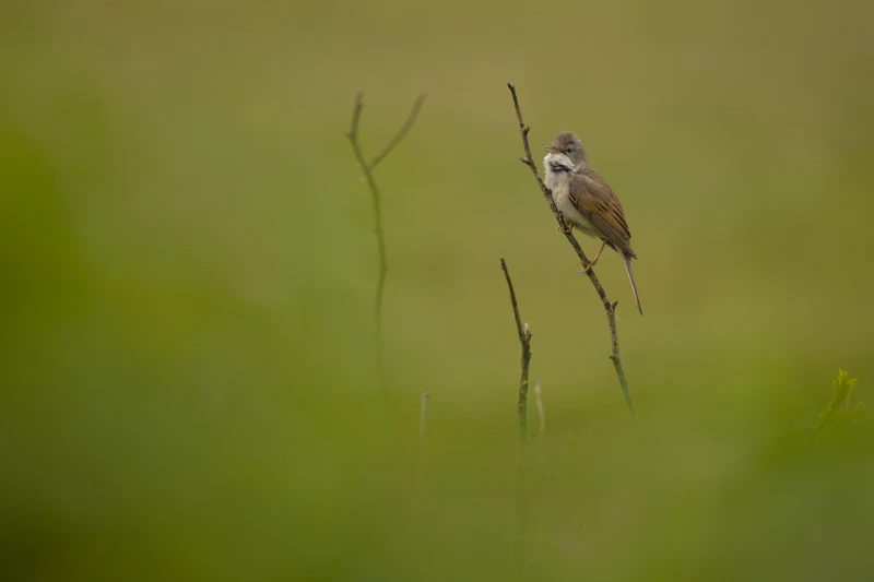 Common whitethroat