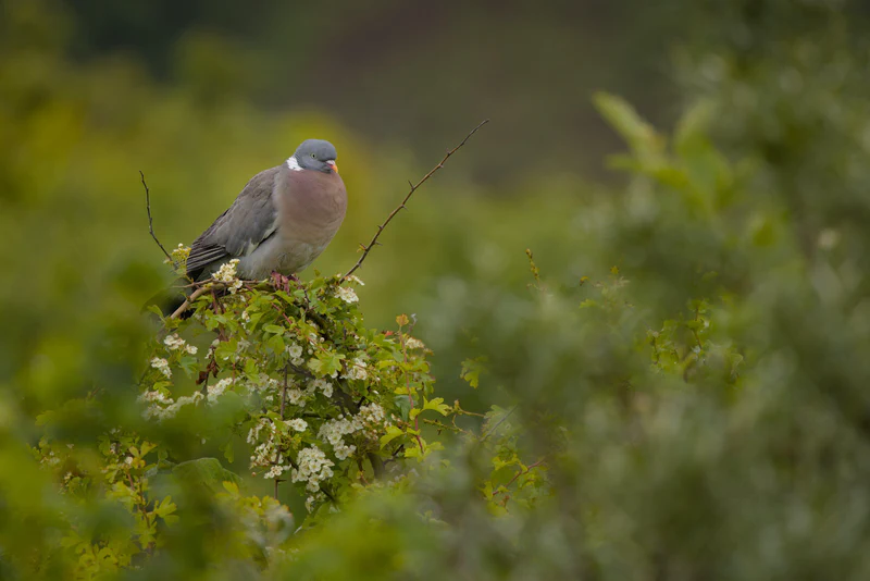 Common wood pigeon