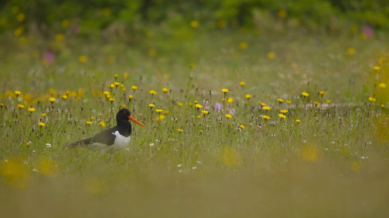 Eurasian oystercatcher
