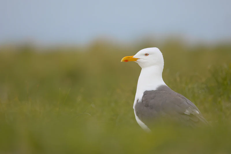 Lesser black-backed gull