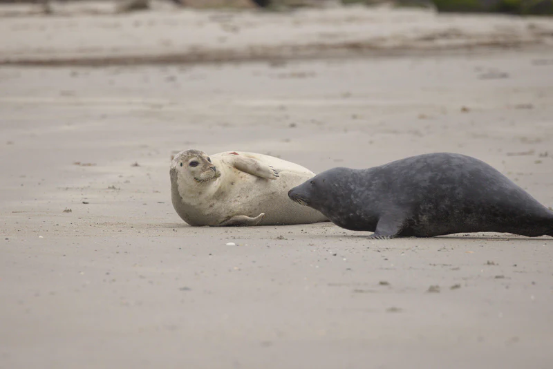 Harbor seal and grey seal