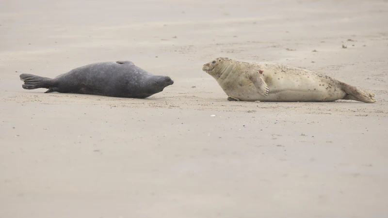 Uncommon friends (harbor & grey seal)