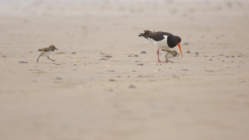 Eurasian oystercatcher