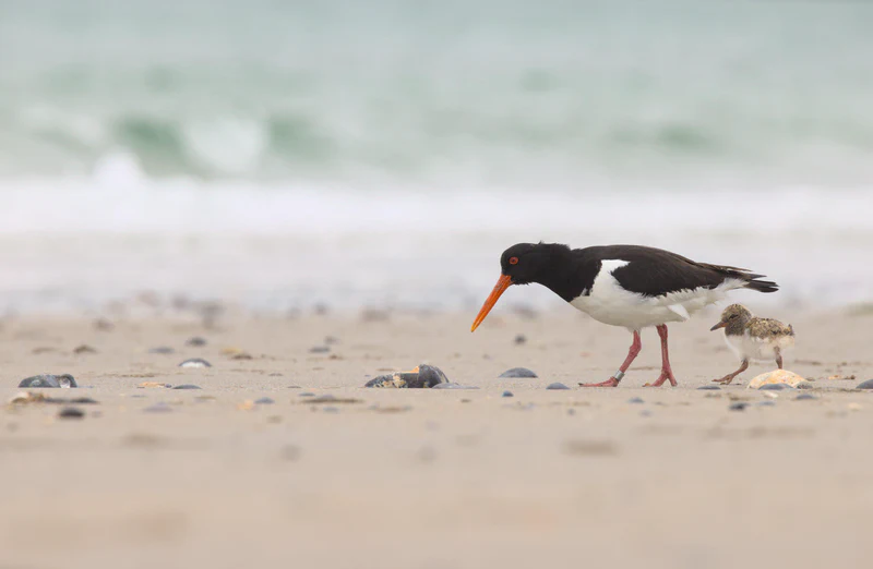 Eurasian oystercatcher