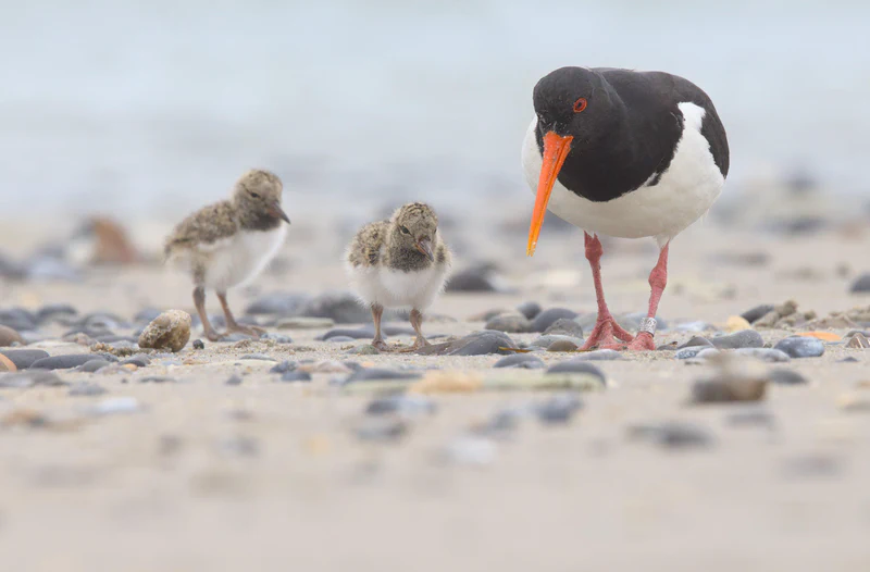 Eurasian oystercatcher