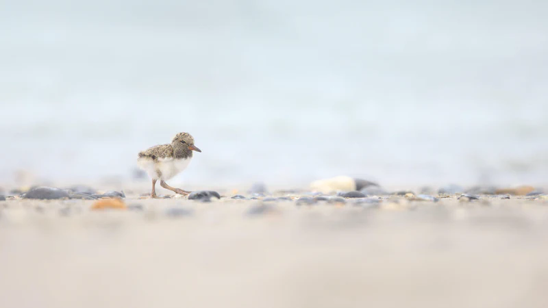 Eurasian oystercatcher