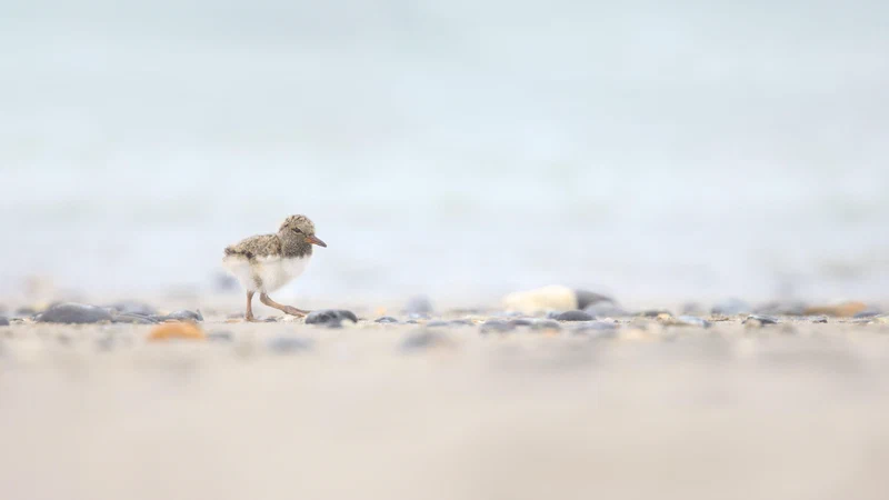 Eurasian oystercatcher