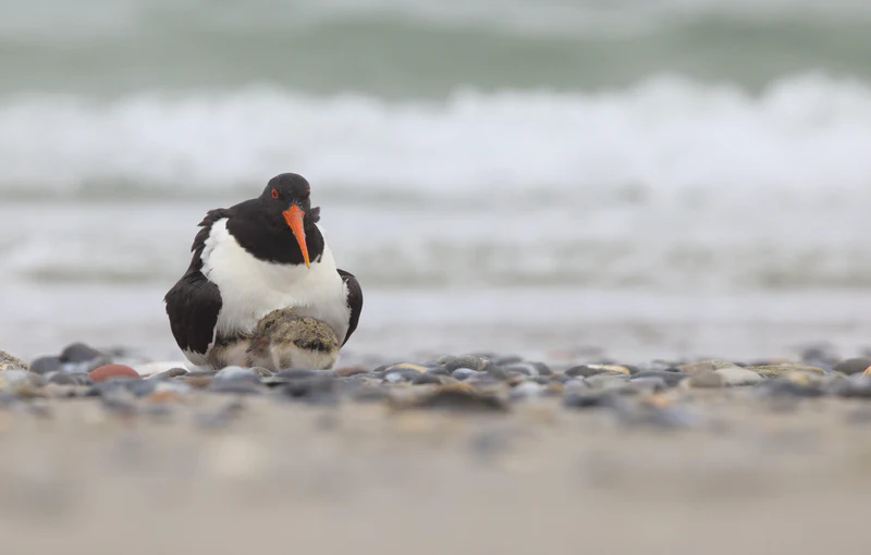 Eurasian oystercatcher