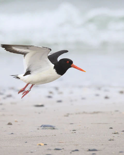 Eurasian oystercatcher