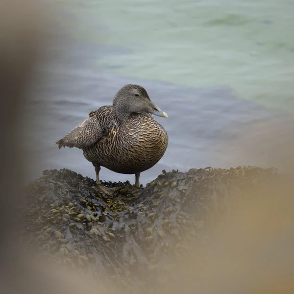 Common eider (female)