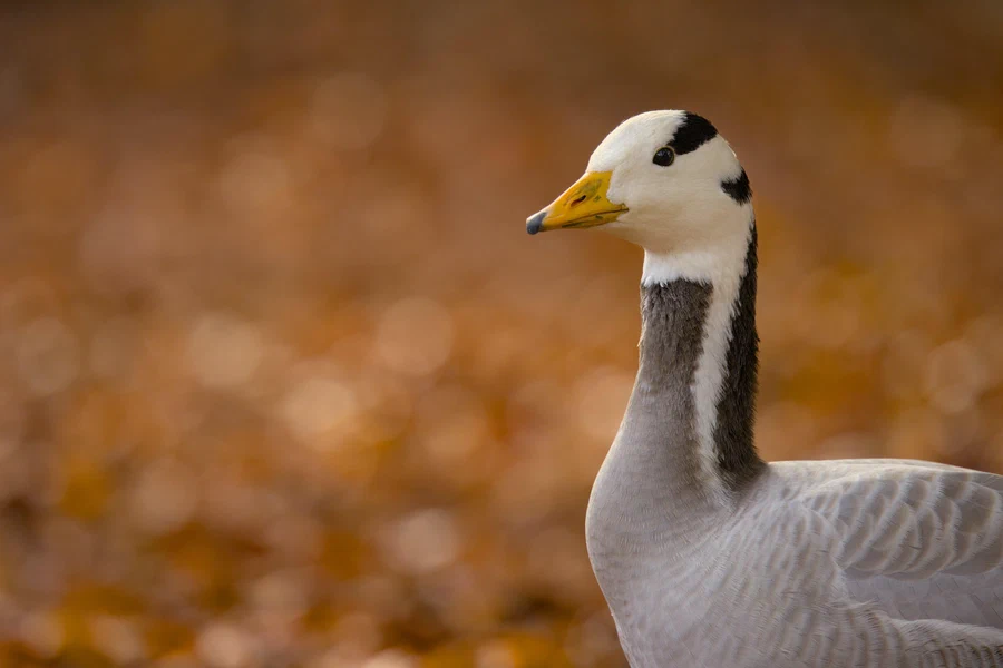 Bar-headed goose