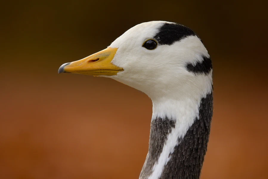 Bar-headed goose
