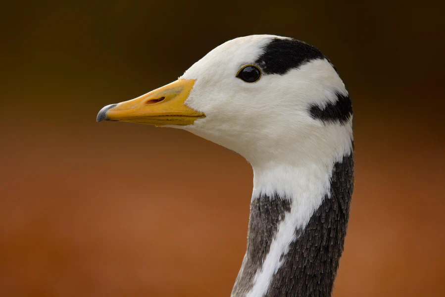 Bar-headed goose