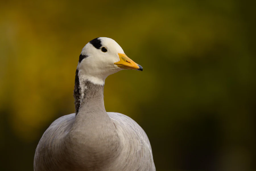 Bar-headed goose