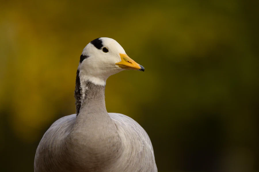 Bar-headed goose