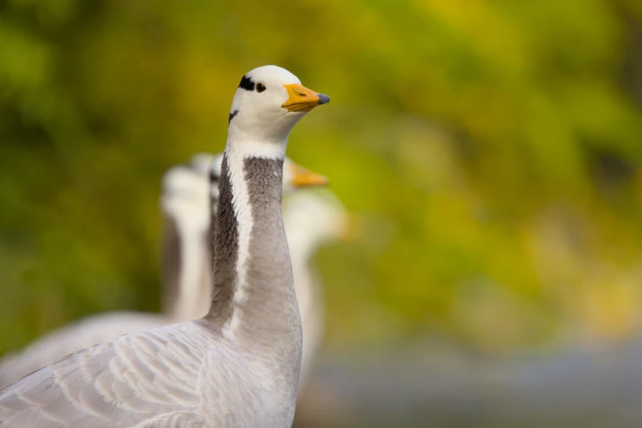 Bar-headed goose