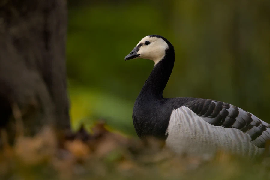 Barnacle goose