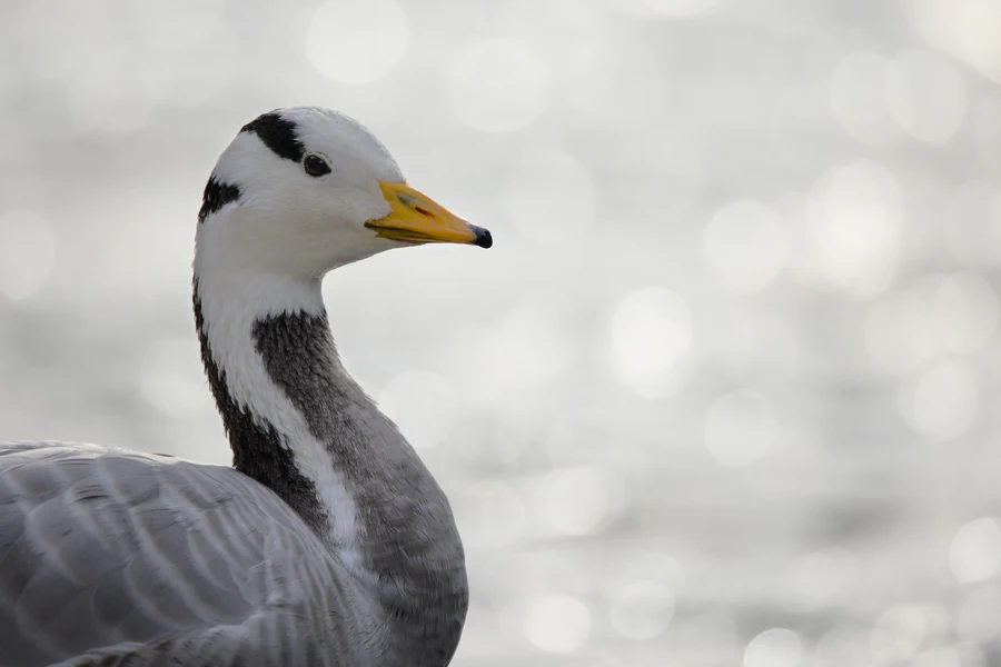 Bar-headed goose