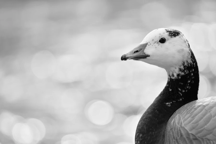 Barnacle goose