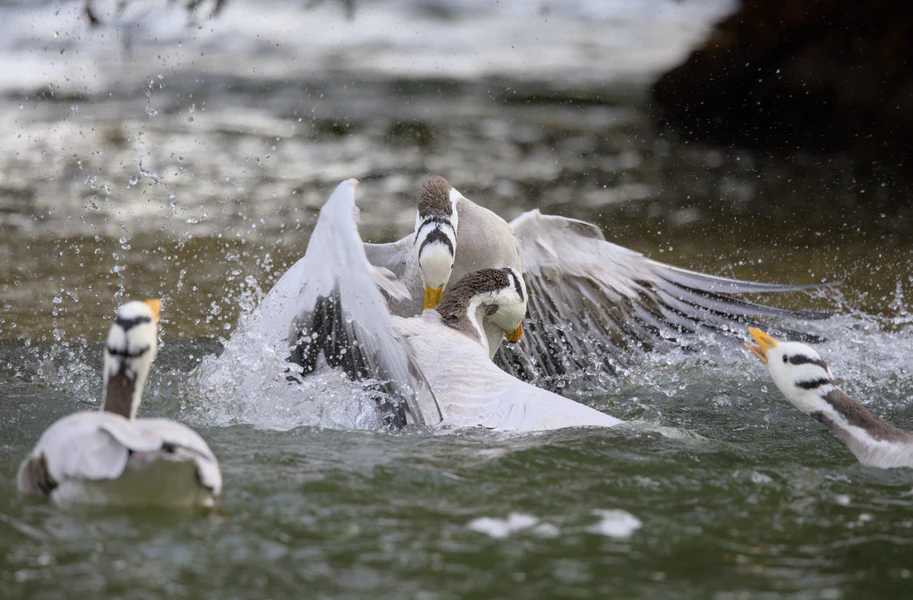 Bar-headed goose