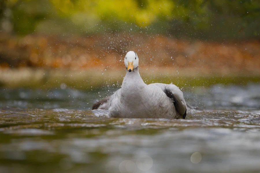 Bar-headed goose