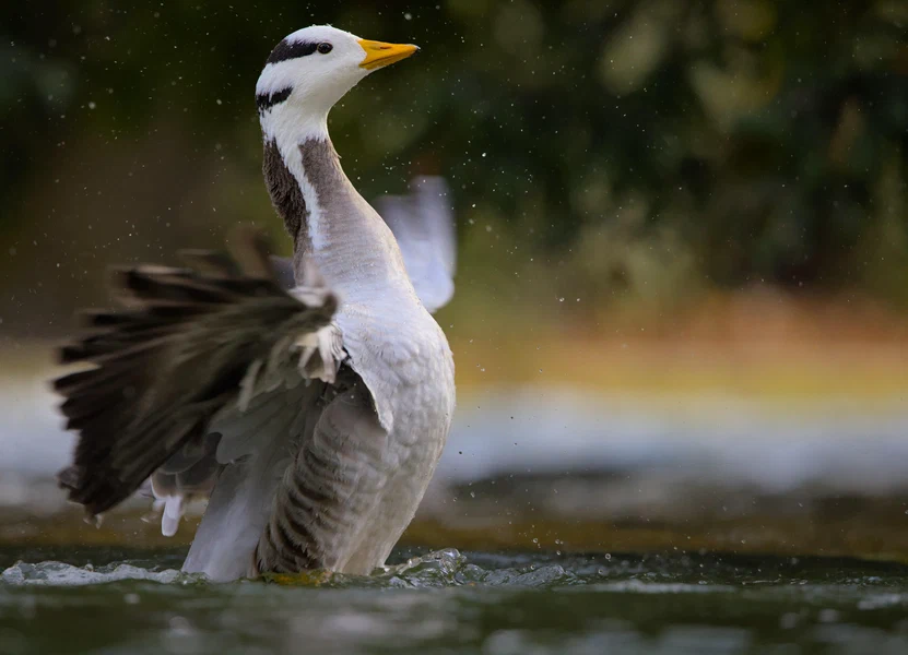 Bar-headed goose
