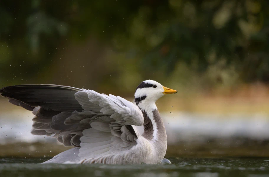 Bar-headed goose