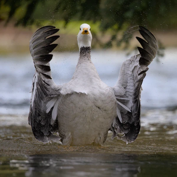 Bar-headed goose