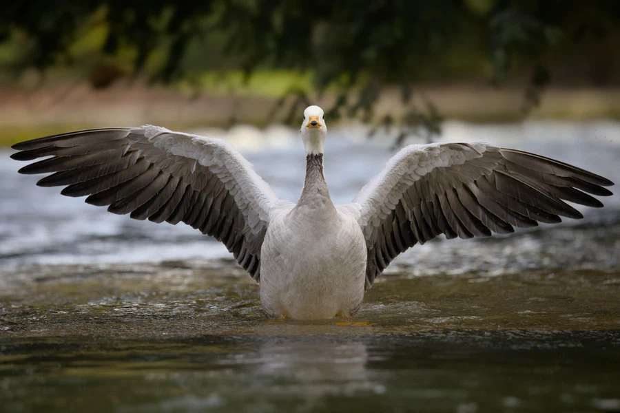 Bar-headed goose