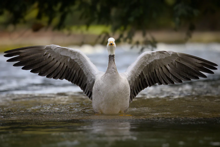 Bar-headed goose